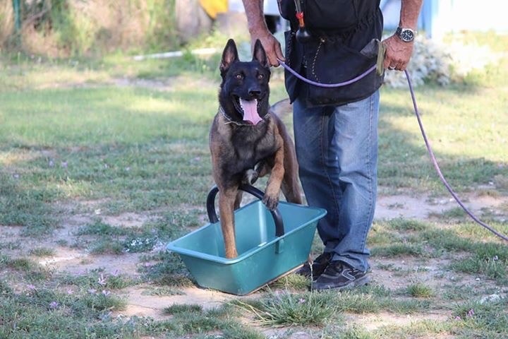 Hooligan Du Val Des Louleo