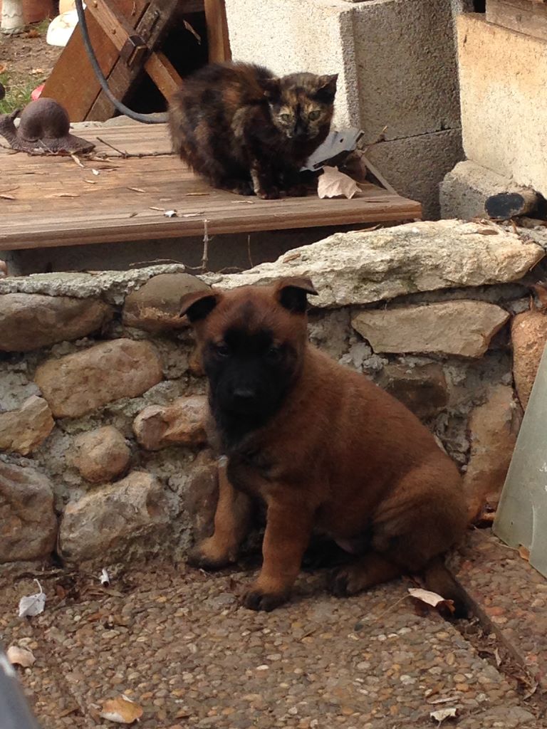 Chicca du cote obscur