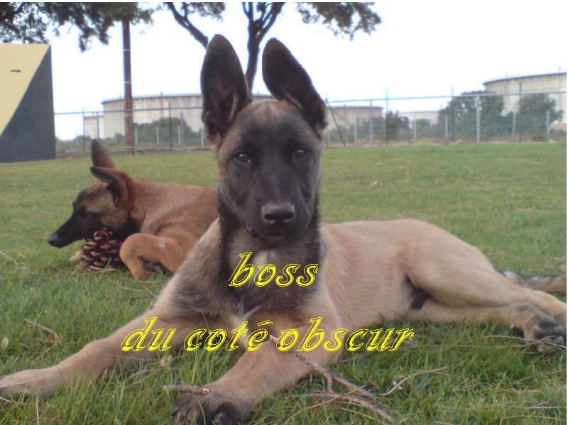 Boss du cote obscur