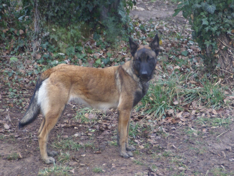 Elfy du cote obscur