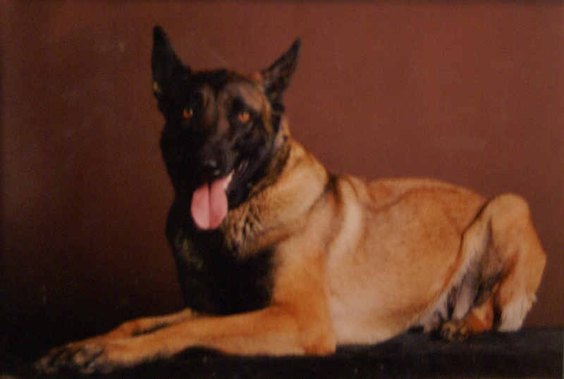 Bagheera dite belle du cote obscur