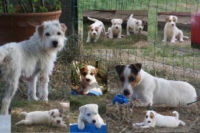 du cote obscur - Chiots Parson Russell Terrier disponibles à partit du 15/09/11