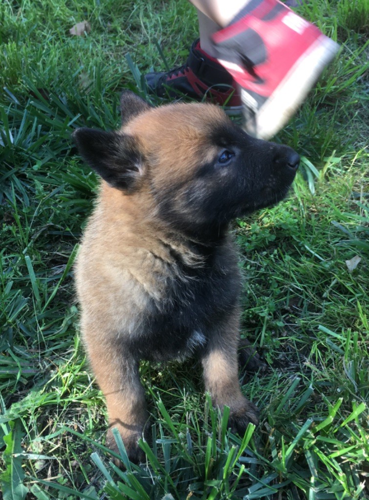 du cote obscur - Chiots disponibles - Berger Belge